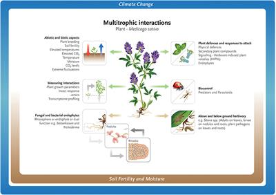 Sustainable Management of Medicago sativa for Future Climates: Insect Pests, Endophytes and Multitrophic Interactions in a Complex Environment